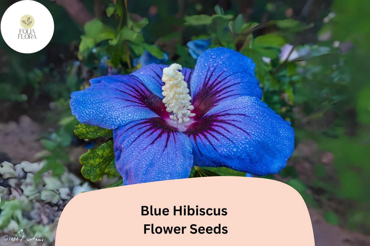 30 Blue Hibiscus Seeds | Alyogyne huegelii Heirloom Shrub with Blue-Violet Blooms, Drought-Tolerant, Full Sun, Pollinator-Friendly