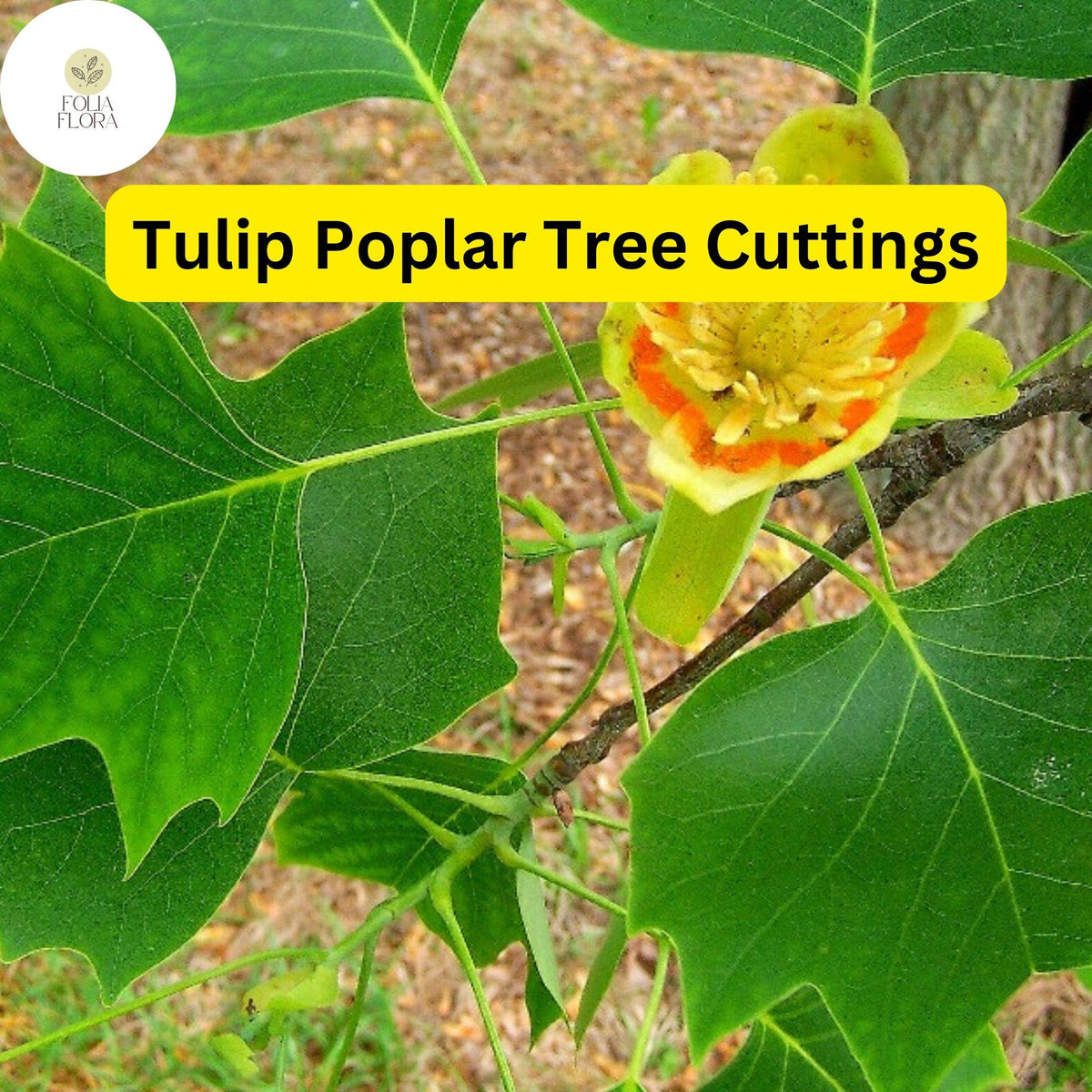 Live Tulip Poplar Tree Cuttings | Fast-Growing Shade Tree | Liriodendron tulipifera Native North American Tree