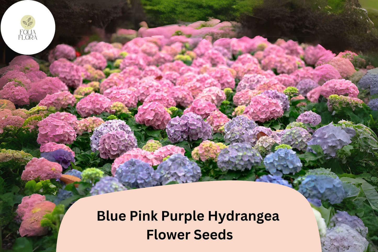 25 Mixed Hydrangea Seeds – Blue, Pink & Purple Blooms, Perennial Flowering Shrubs, Hydrangea macrophylla, Garden & Container Planting