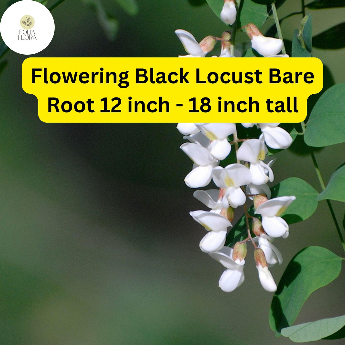 Flowering Black Locust Tree Live Bare Root Plant 12-18 Inch Robinia pseudoacacia Fragrant White Pink Flowers