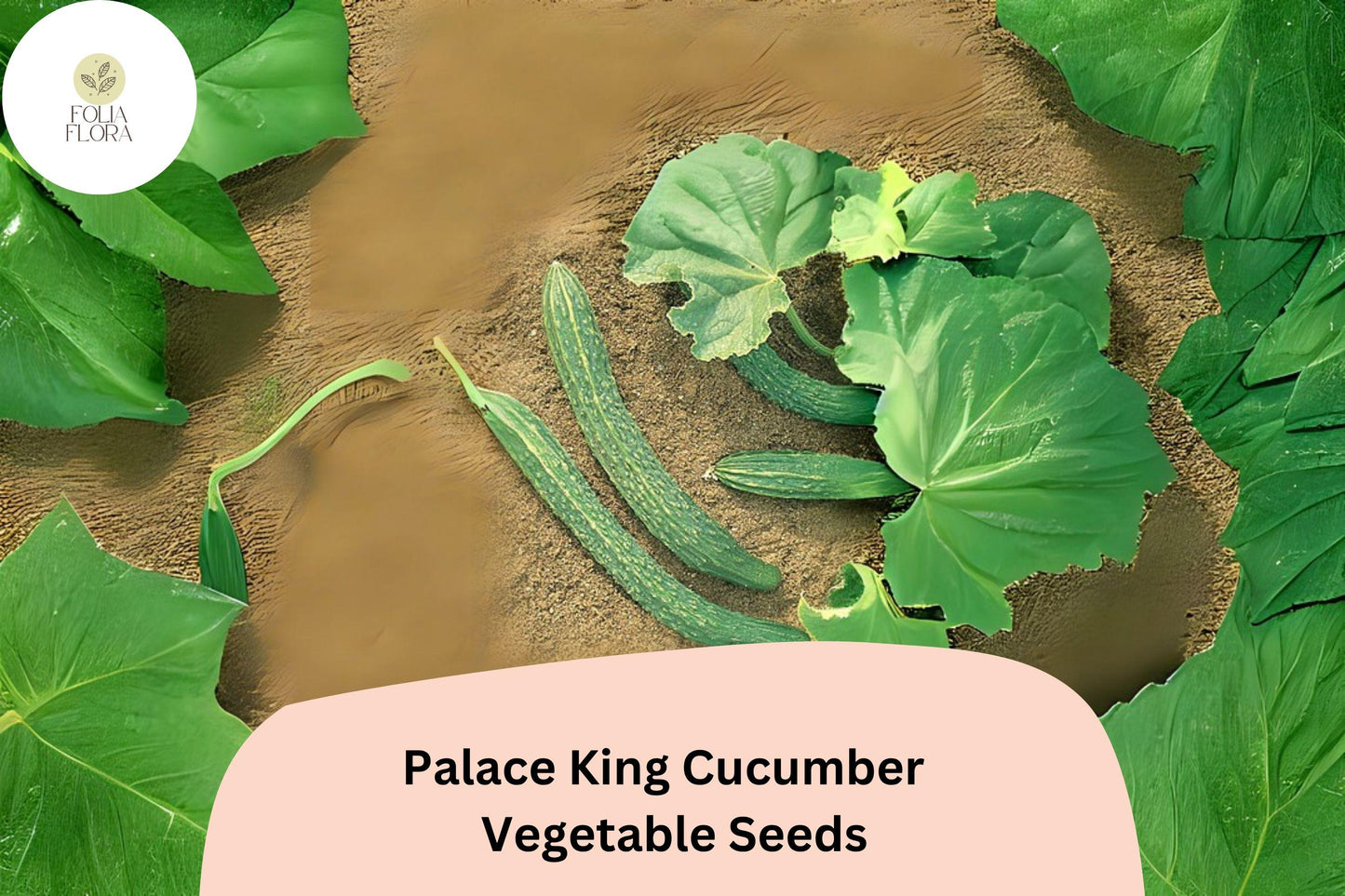 Palace King Cucumber Seeds – High Yield Hybrid, Vining, Cucumis sativus, for Salad & Pickling, 25 Seeds