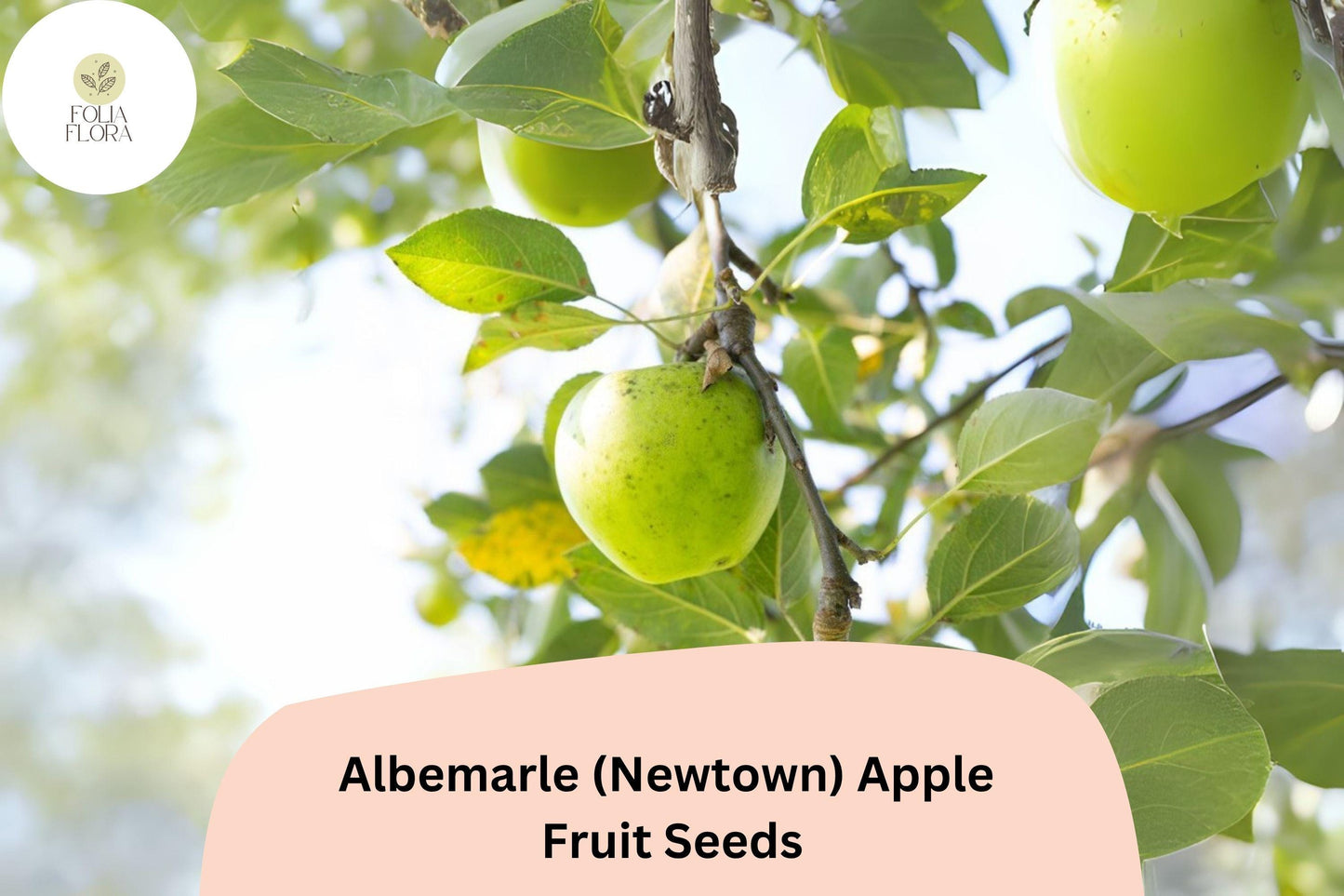 Albemarle Newtown Apple Seeds – Heirloom Green Fruit Tree, Malus domestica, Tart-Sweet Flavor, Historic Colonial Variety, 25+ Seeds
