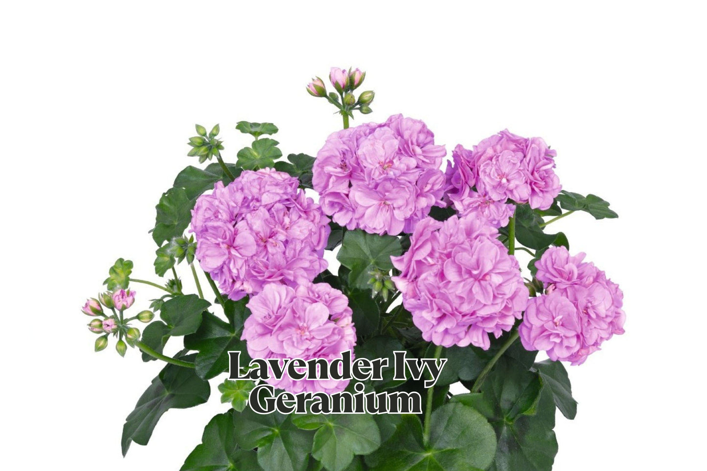 Lavender Ivy Geranium Cuttings 6 Inches, Pelargonium peltatum, Trailing Plant for Hanging Baskets & Propagation, 3 Pack