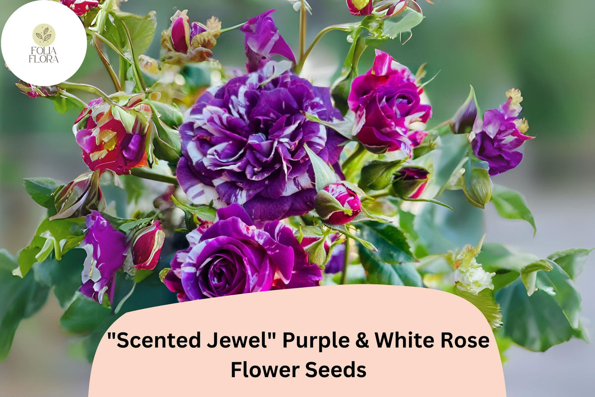 20 Scented Jewel Rose Seeds | Purple & White Bicolor Heirloom Fragrant Garden Rose Rosa spp.