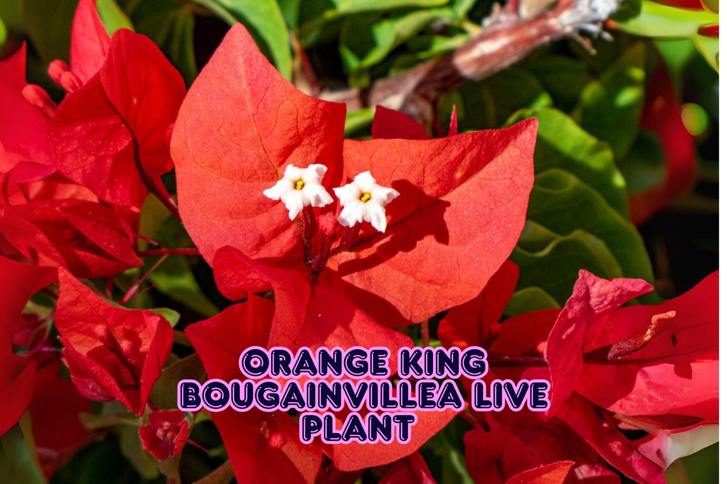 Orange King Bougainvillea Live Plant – Drought Tolerant Climbing Vine, 6"+ Tall, Bright Orange Bracts, Bougainvillea glabra