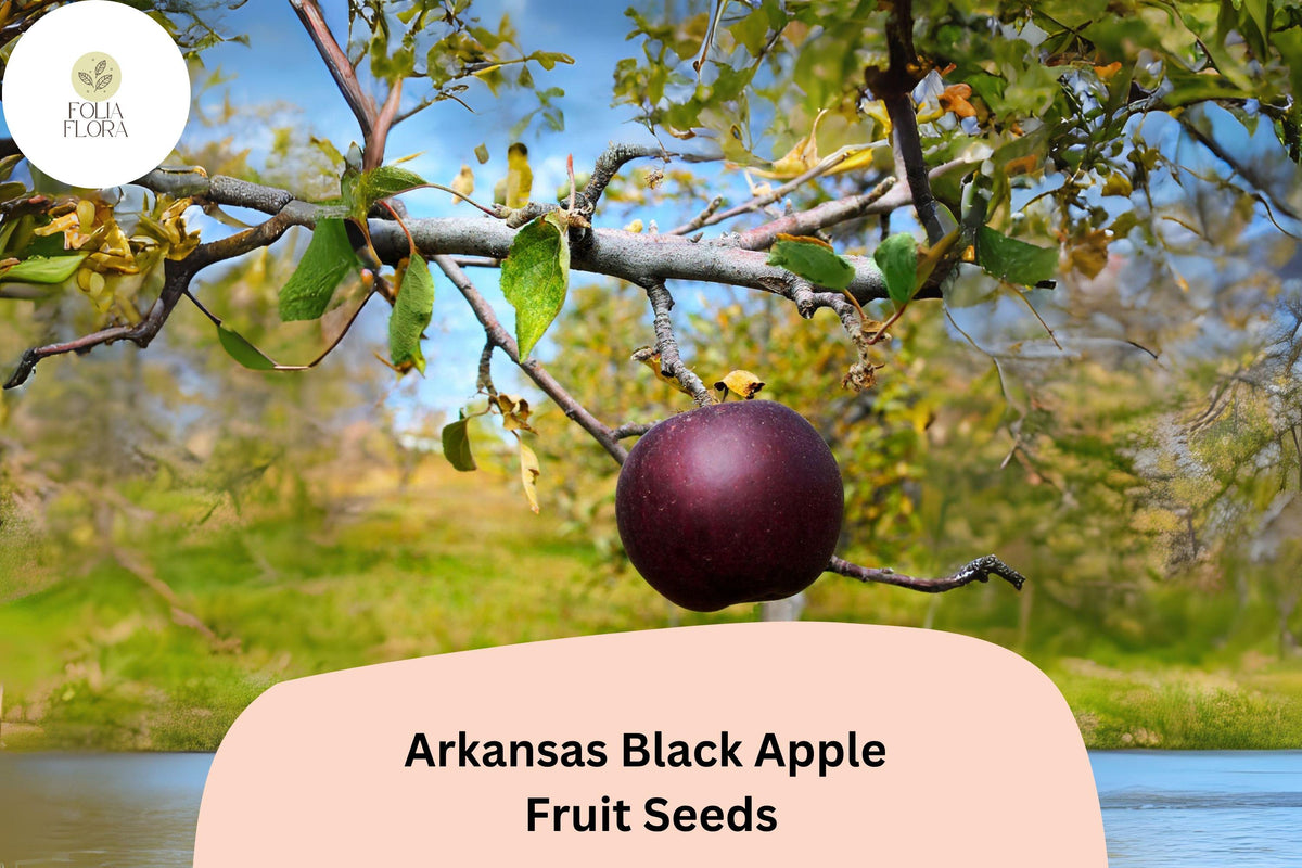 Arkansas Black Apple Seeds – Heirloom Deep Red to Black Fruit, Malus domestica, for Growing, Grafting & Orchard Use