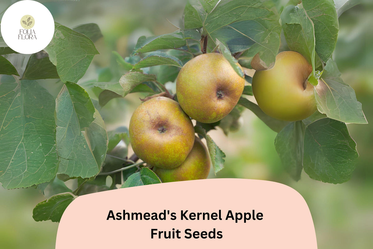Ashmead's Kernel Apple Seeds – Rare English Heirloom, Non-GMO, Open-Pollinated, Malus domestica, Grafting & Orchard Biodiversity