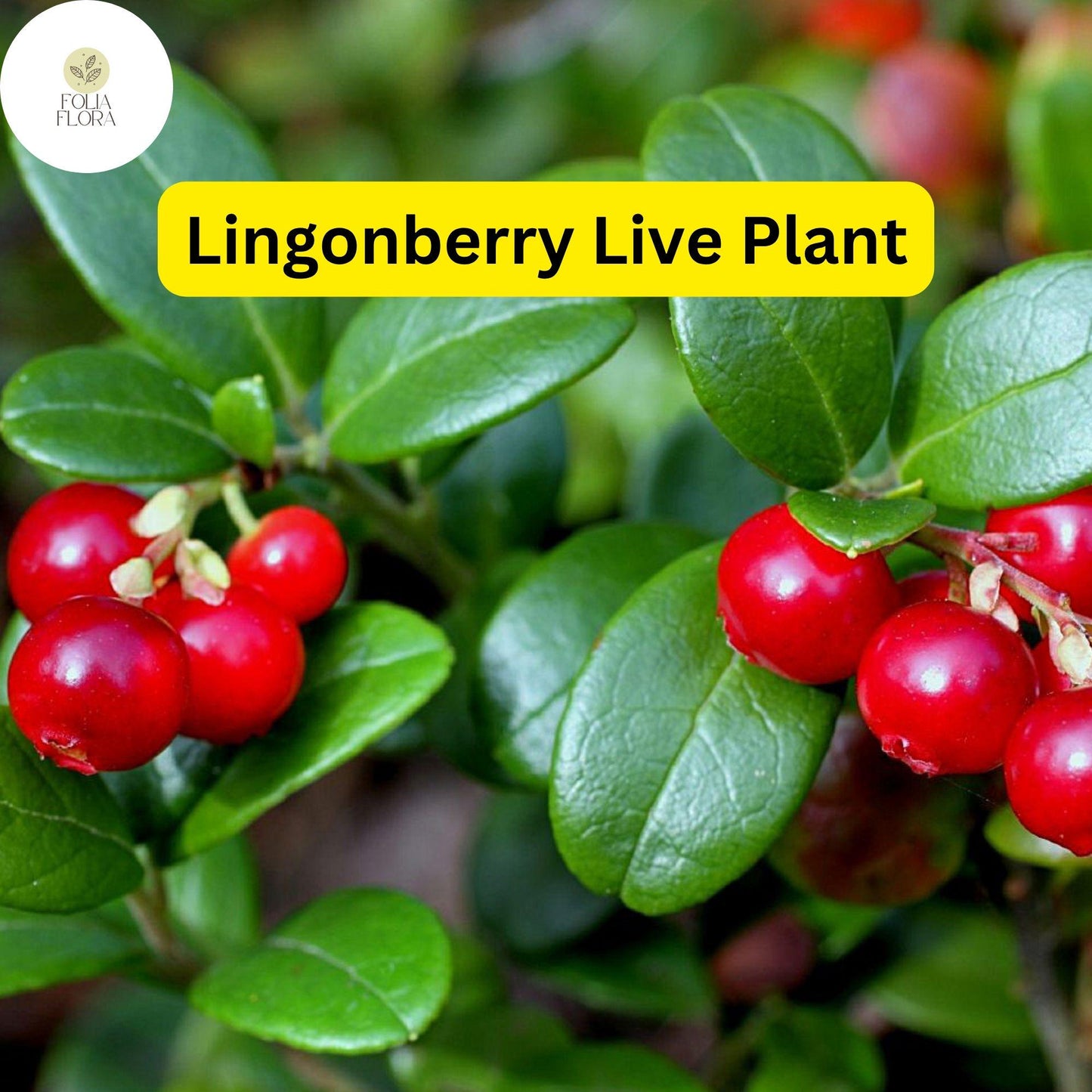 Live Lingonberry Plant - Vaccinium vitis-idaea, Edible Ground Cover with Red Berries, Evergreen, Hardy, Low-Maintenance