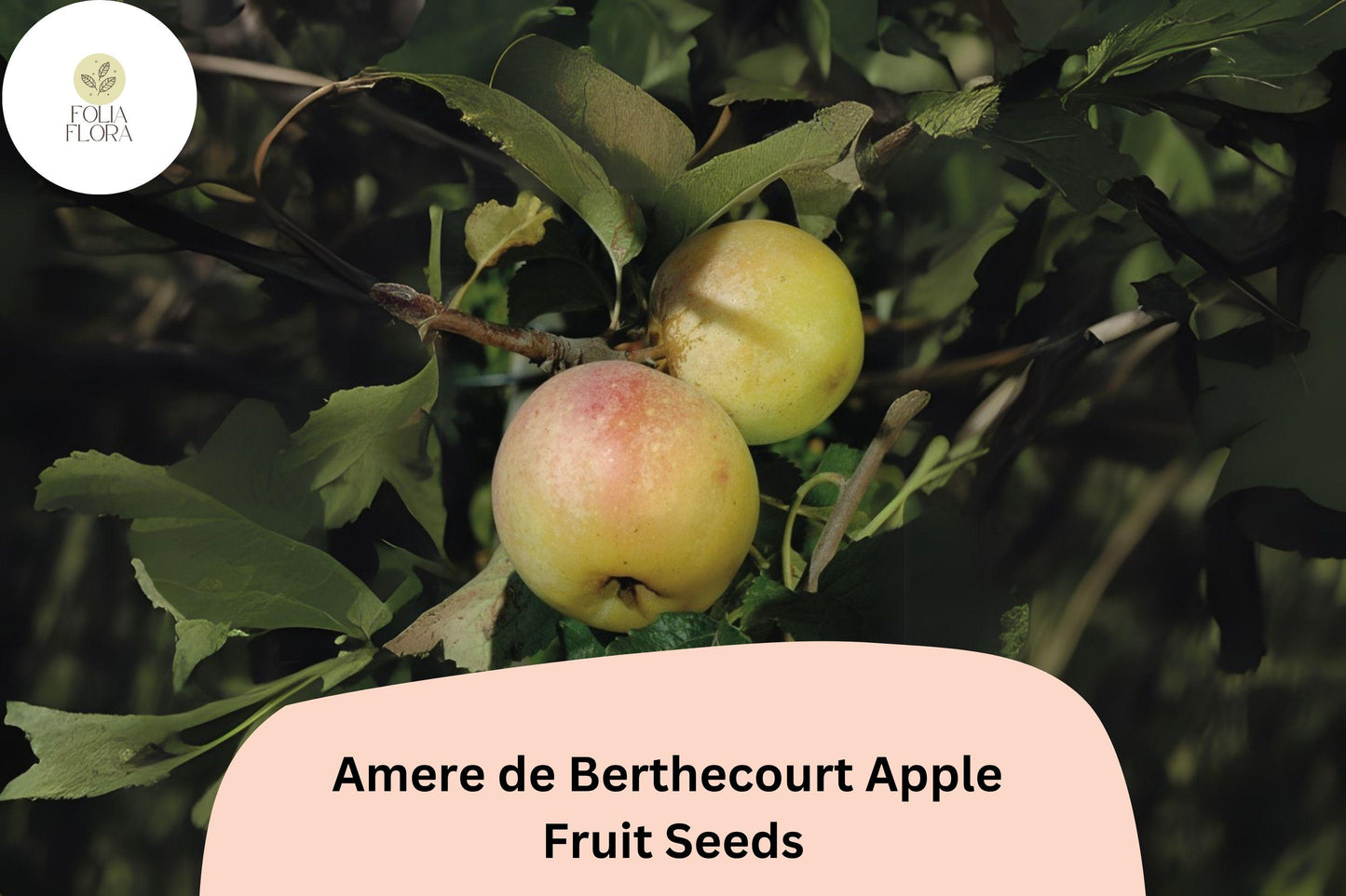 Amere de Berthecourt Apple Seeds | French Heirloom Cider Variety | Malus domestica | Bittersharp, Disease Resistant