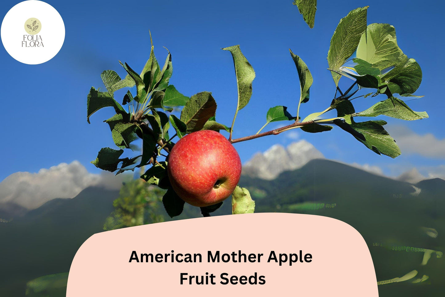 American Mother Apple Seeds – Heirloom Dessert Variety, Malus domestica, Red Fruit, Full Sun, Graftable, 25+ Seeds