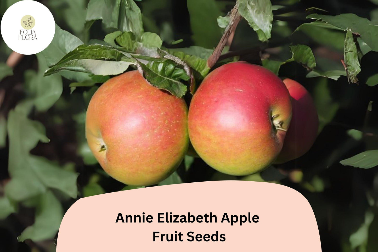 Annie Elizabeth Apple Seeds, Heritage Cooking Apple, Cold Hardy Malus domestica, 25+ Seeds for Grafting & Orchard