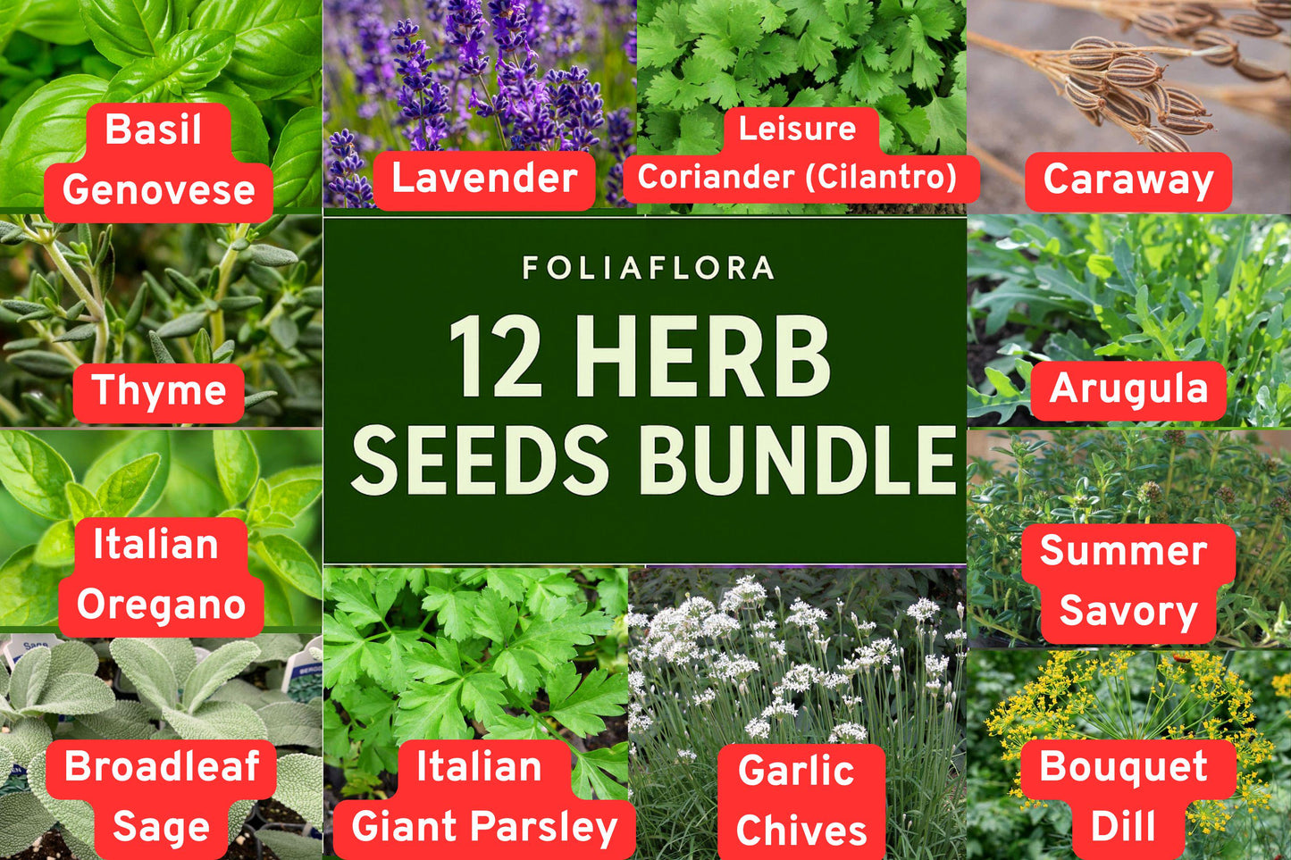 Herb Seed Bundle of 12 Varieties – Basil, Dill, Lavender, Thyme & More for Kitchen & Garden, Non-GMO, Easy to Grow