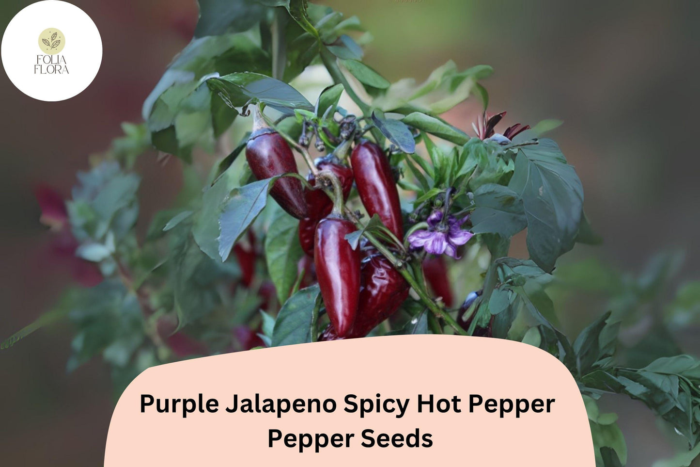 Purple Jalapeño Seeds – Non-GMO Capsicum annuum, Spicy Dark Purple Peppers for Salsas, Pickling, and Culinary Use