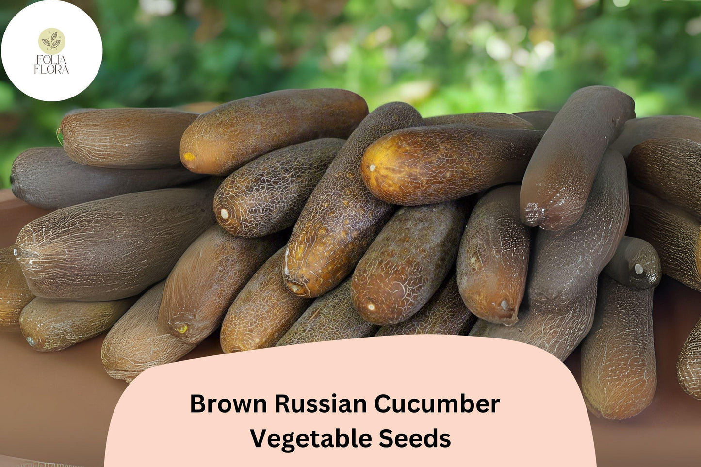 25+ Brown Russian Cucumber Seeds | Heirloom, Non-GMO, Crisp Sweet Flavor, Cucumis sativus, Garden Planting