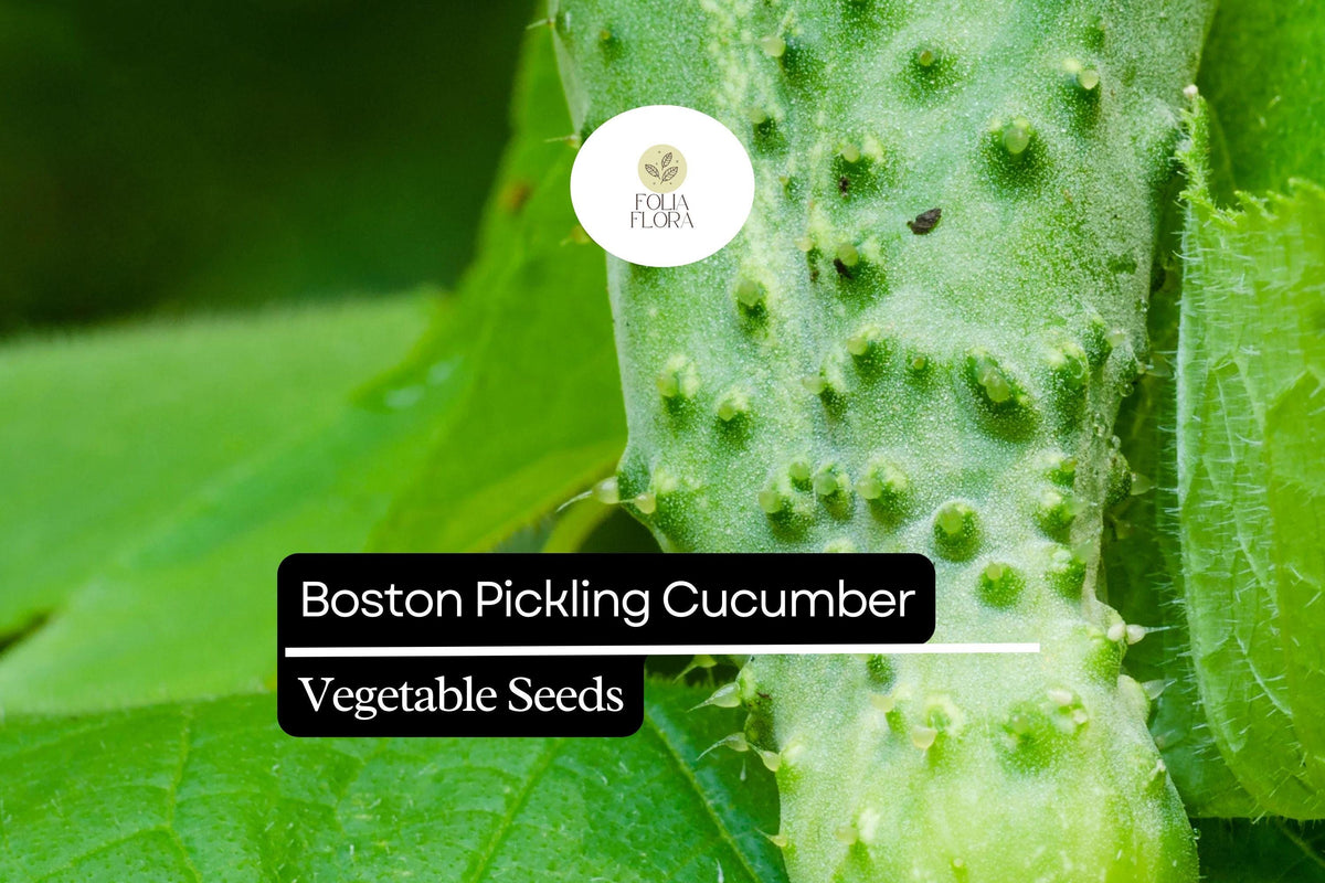 Boston Pickling Cucumber Seeds – Heirloom, Non-GMO, Crisp Small Cucumbers for Pickling & Fresh Eating, Cucumis sativus