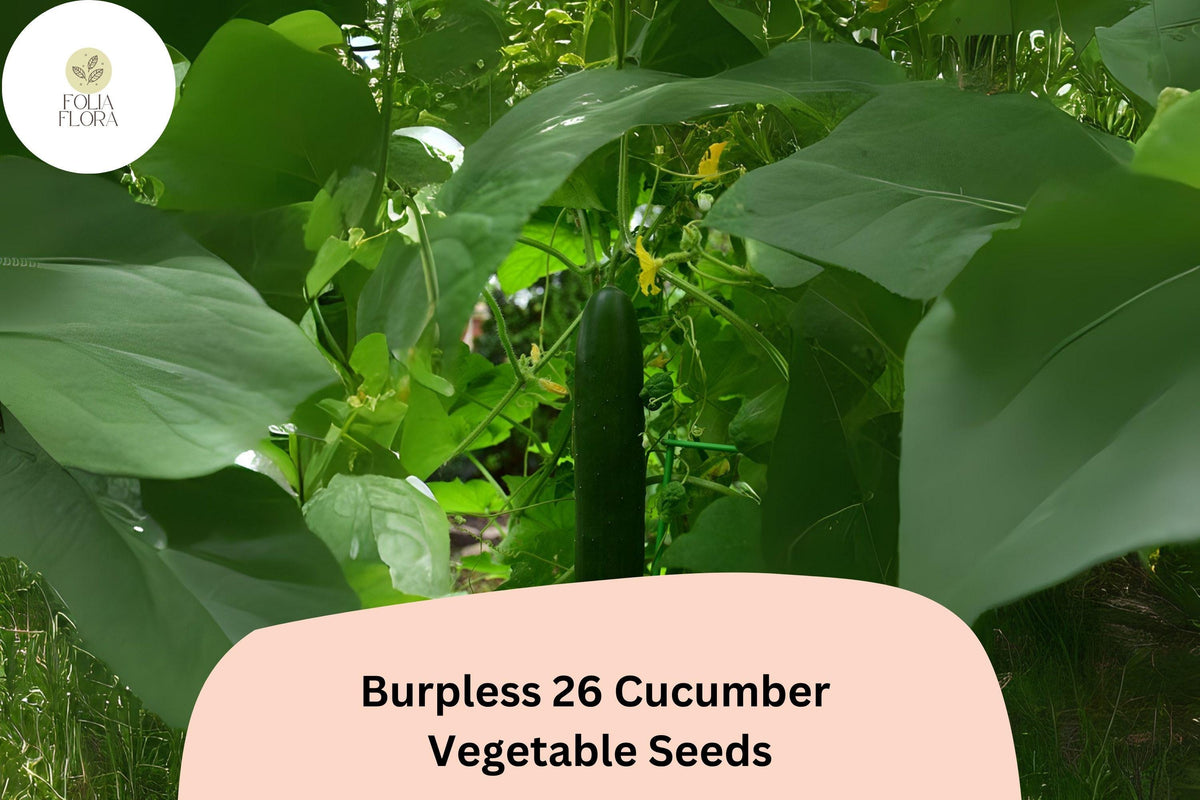 25+ Burpless 26 Cucumber Seeds | Heirloom Non-GMO Slicer Cucumis sativus | Tender, Long, Dark Green Fruits for Fresh Eating