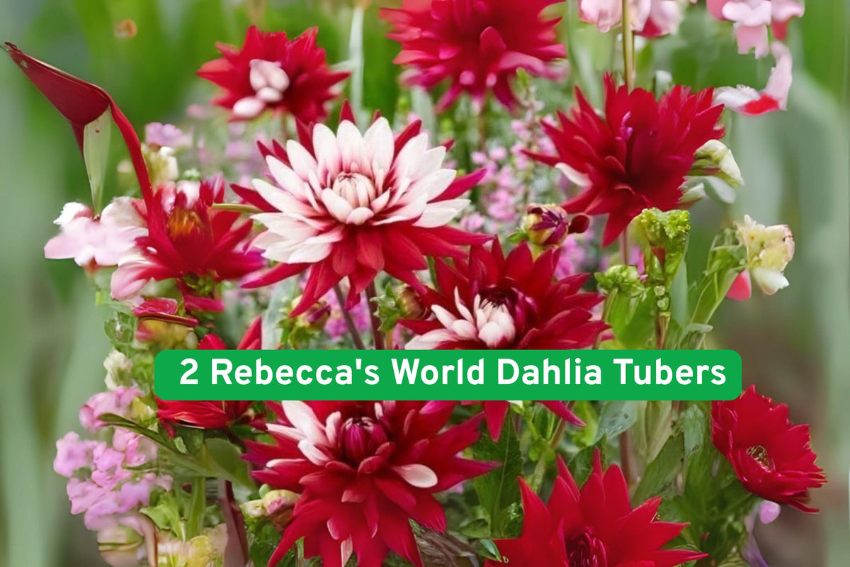 Rebecca's World Dahlia Tubers – Red & White Bicolor Perennial Flowers, Dahlia variabilis, for Borders & Containers