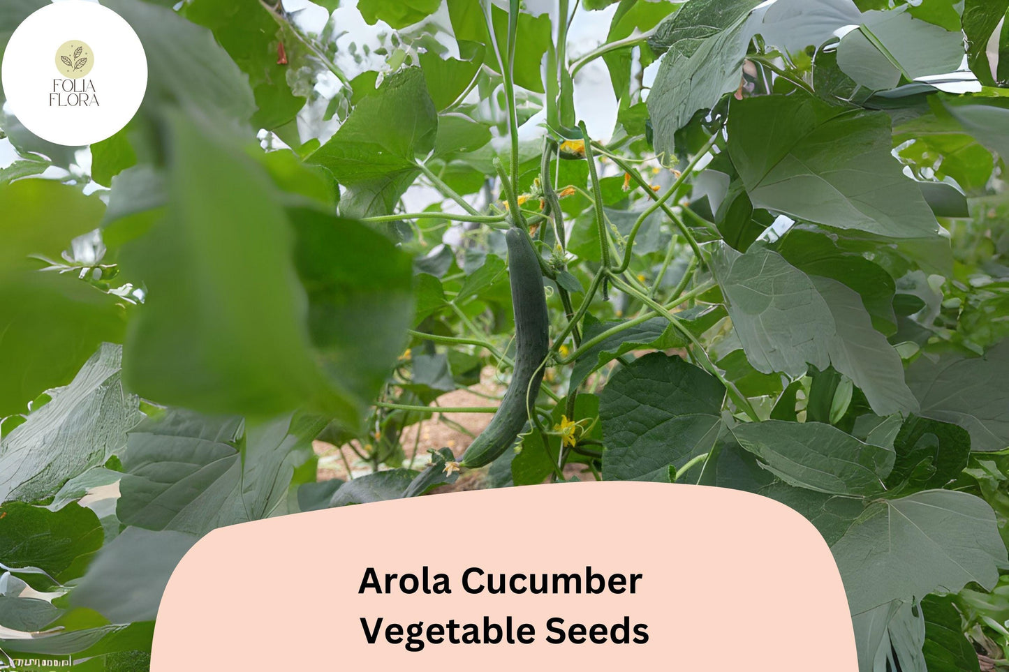 Arola Cucumber Seeds – Early Hybrid, High Yield, Crisp, Non-GMO, Cucumis sativus, 25+ Seeds