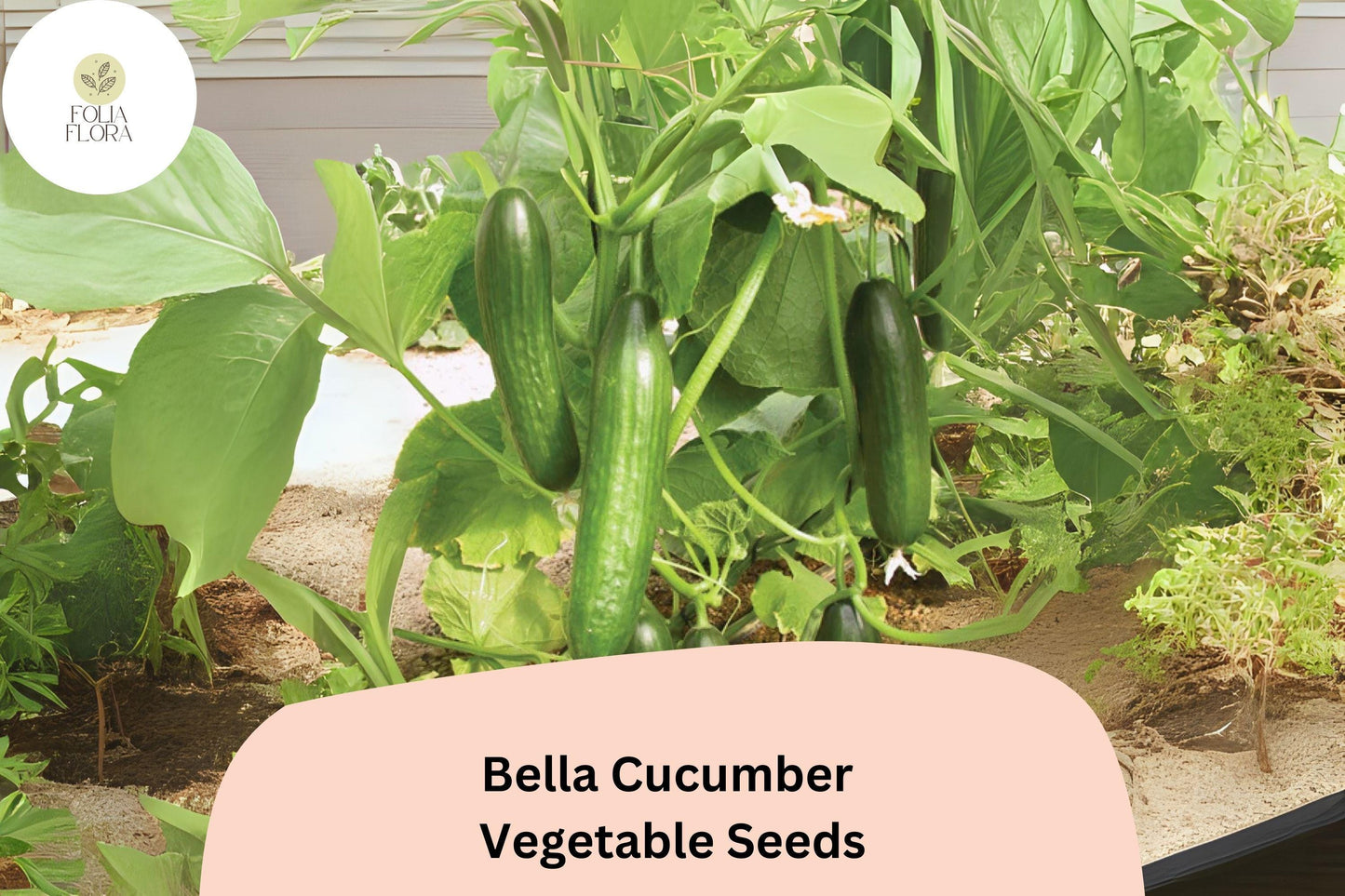 25+ Bella Cucumber Seeds | Hybrid, Non-GMO, Sweet Crisp, Dark Green Skin, Slicing, Cucumis sativus