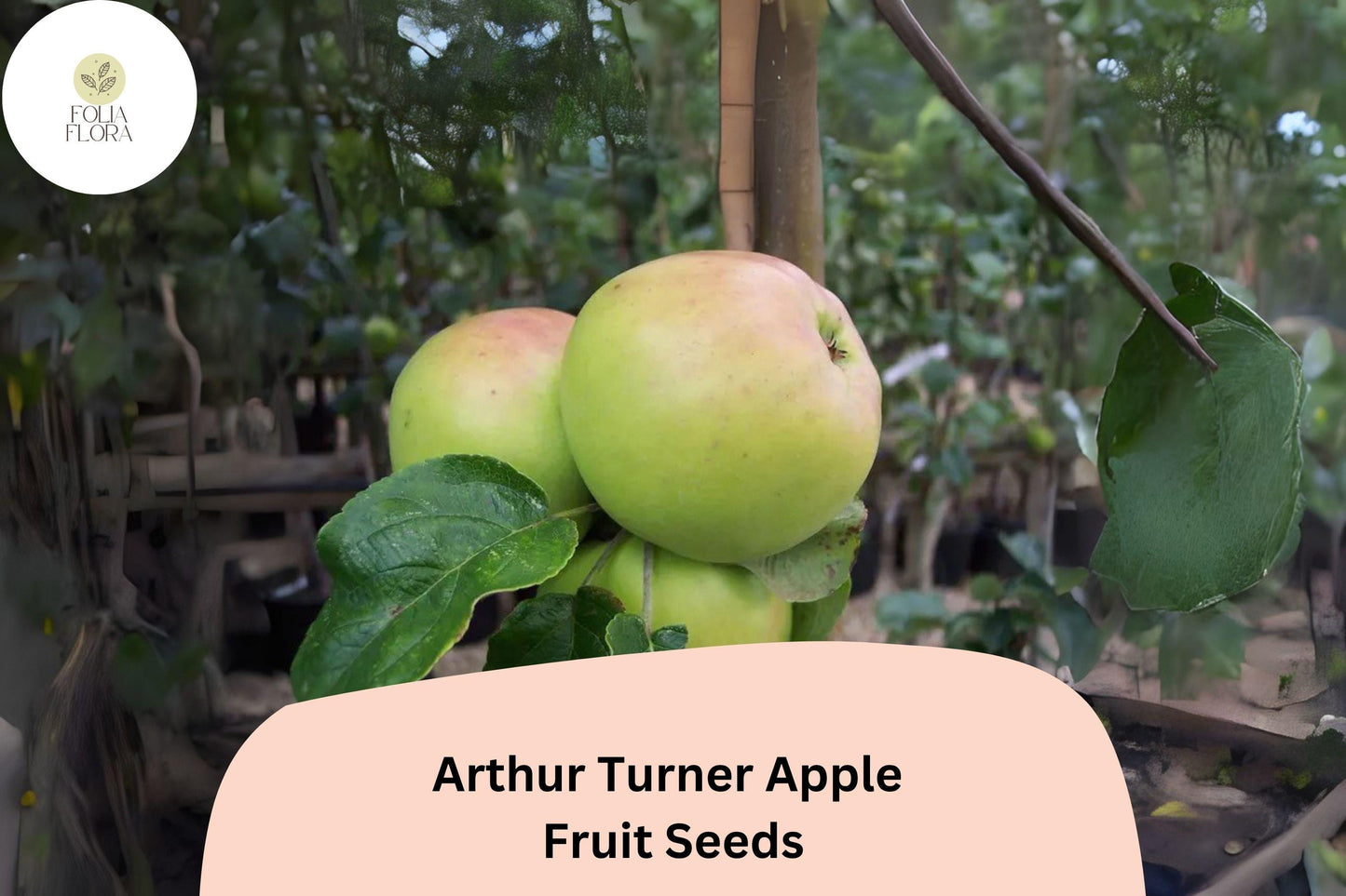 Arthur Turner Apple Seeds – Heritage English Heirloom, Cooking & Baking Variety, Non-GMO, Open-Pollinated, Malus domestica
