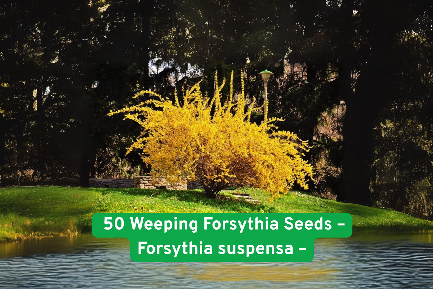 Weeping Forsythia Seeds – 50 Forsythia suspensa Bright Yellow Spring Blooms for Garden Borders & Landscaping