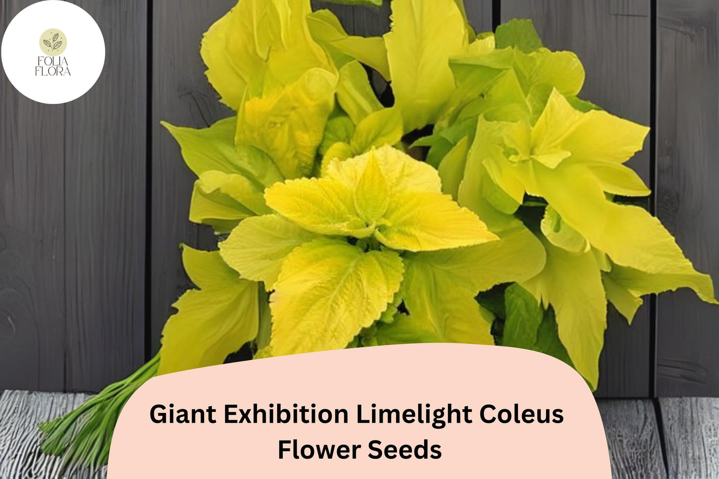 Giant Limelight Coleus Seeds | Bright Lime Green Foliage | Plectranthus scutellarioides | 25+ Seeds