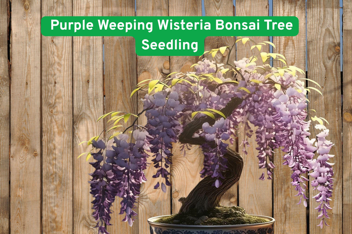 Purple Weeping Wisteria Seedling – 1-Year Live Flowering Bonsai Tree – Wisteria sinensis or floribunda