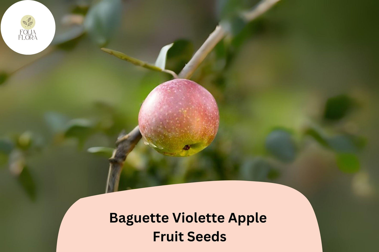 25+ Baguette Violette Apple Seeds – Rare French Heirloom, Purple-Hued Skin, Non-GMO Malus domestica Fruit Seeds for Grafting & Orchard Planting