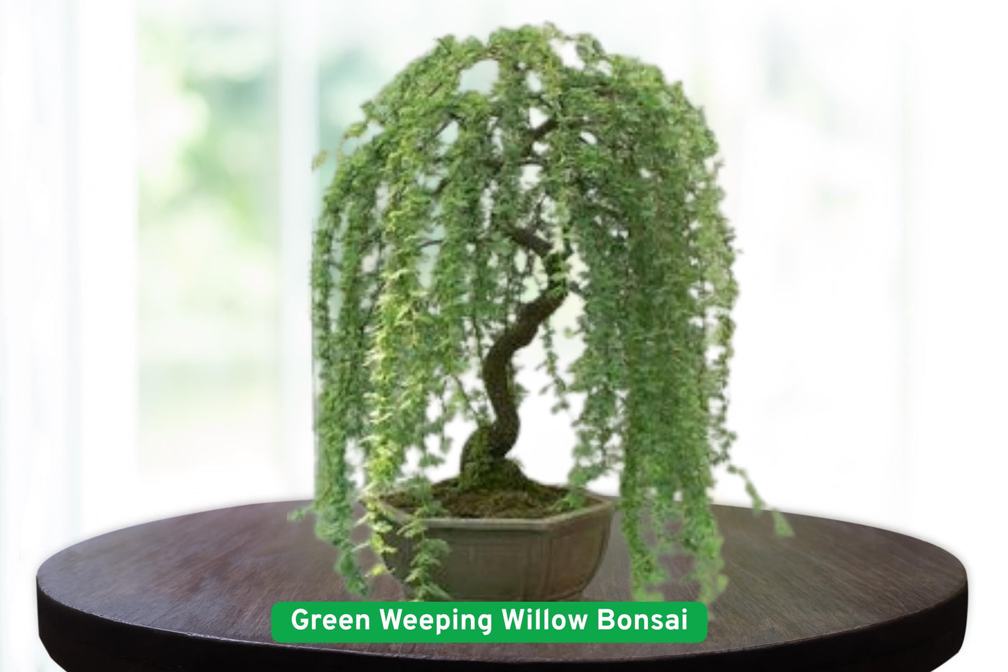 Green Weeping Willow Bonsai Tree Cutting | Fast-Growing Salix babylonica Dwarf Tree for Bonsai & Container Gardening