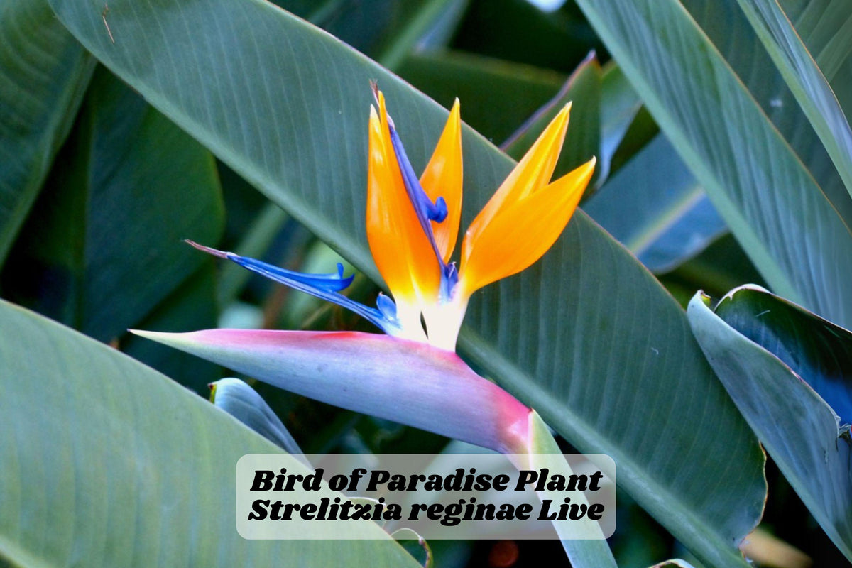 Bird of Paradise Starter Plant 6-12 Inches, Indoor/Outdoor Strelitzia reginae, Live Rooted Plant for Decor