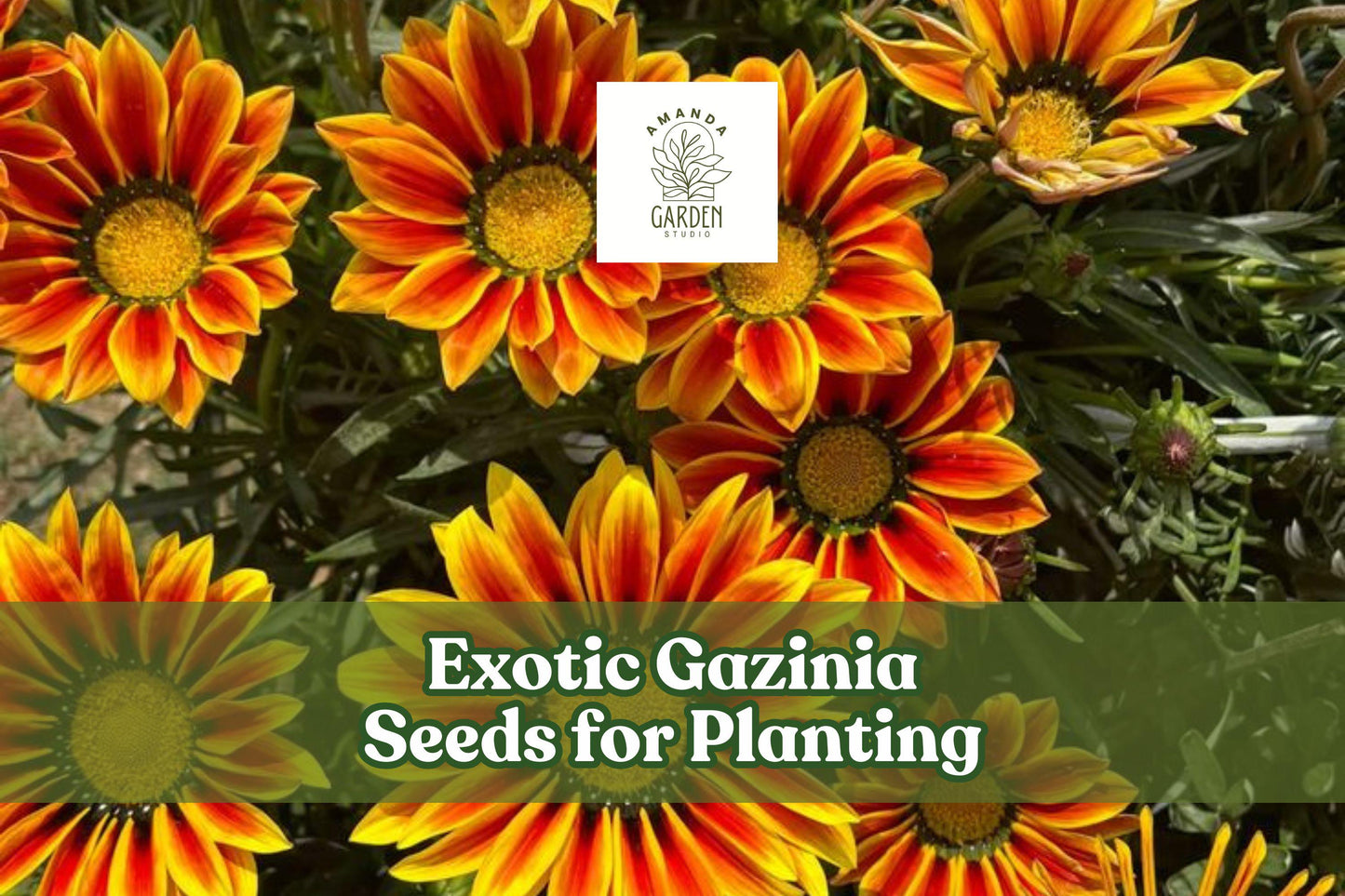 Exotic Gazania Seeds – Drought-Tolerant Treasure Flowers in Mixed Colors – Gazania rigens Annual for Gardens, Borders, Containers