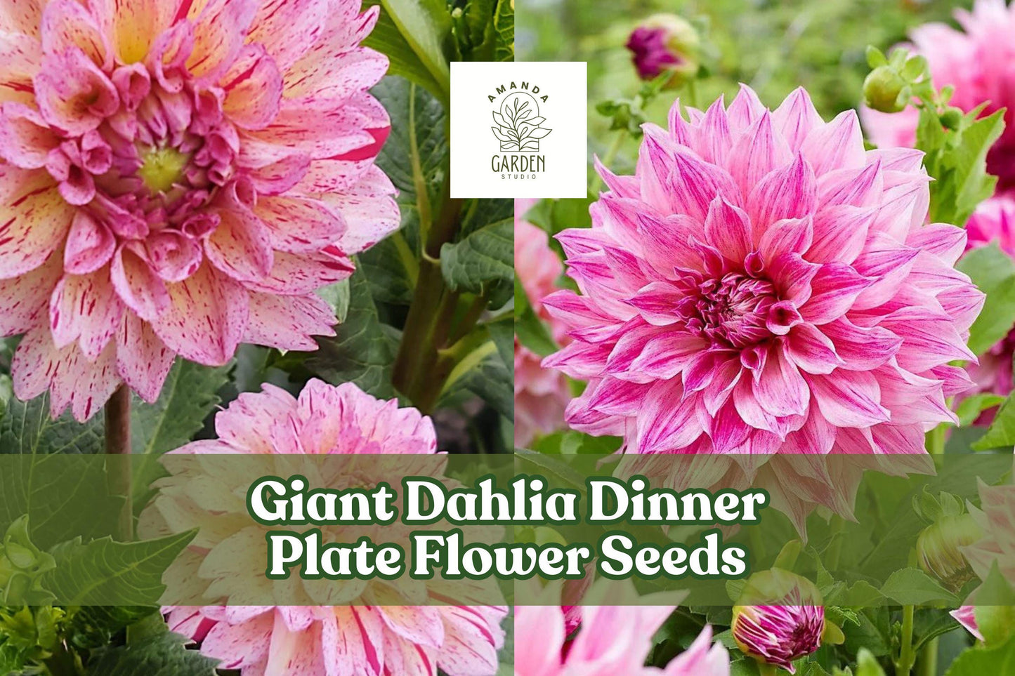 Giant Dahlia Flower Seeds – Exotic Large Blooms for Cut Flower Gardens, Mixed Colors, Annual, Dahlia spp.