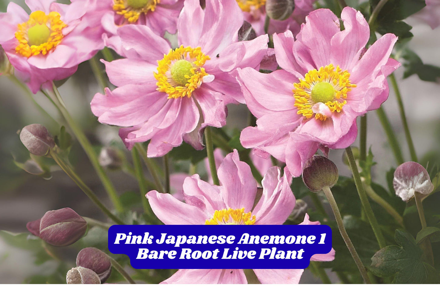 Pink Japanese Anemone Bare Root Plant – Hardy Perennial for Fall Garden, Windflower, 5-10 Inches