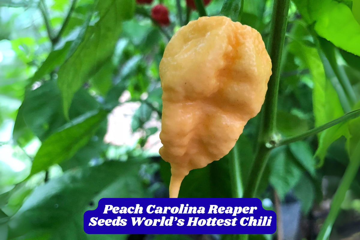 Peach Carolina Reaper Seeds - Capsicum chinense - World's Hottest Chili Pepper with Peach Color, 100 Fresh Seeds