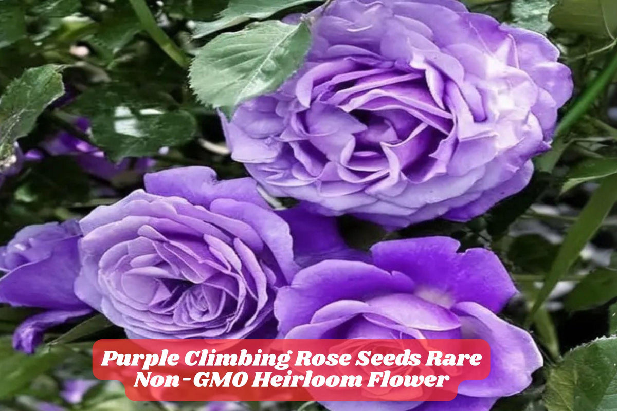 Purple Climbing Rose Seeds – Rare Heirloom Non-GMO, Vining Flower for Trellises, Fences & Arbors – Rosa spp.