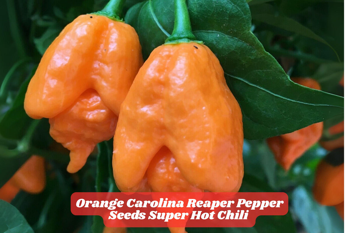 Orange Carolina Reaper Pepper Seeds – Super Hot Chili, Capsicum chinense, 100 Seeds for Growing Hot Peppers, Drought-Tolerant, Full Sun