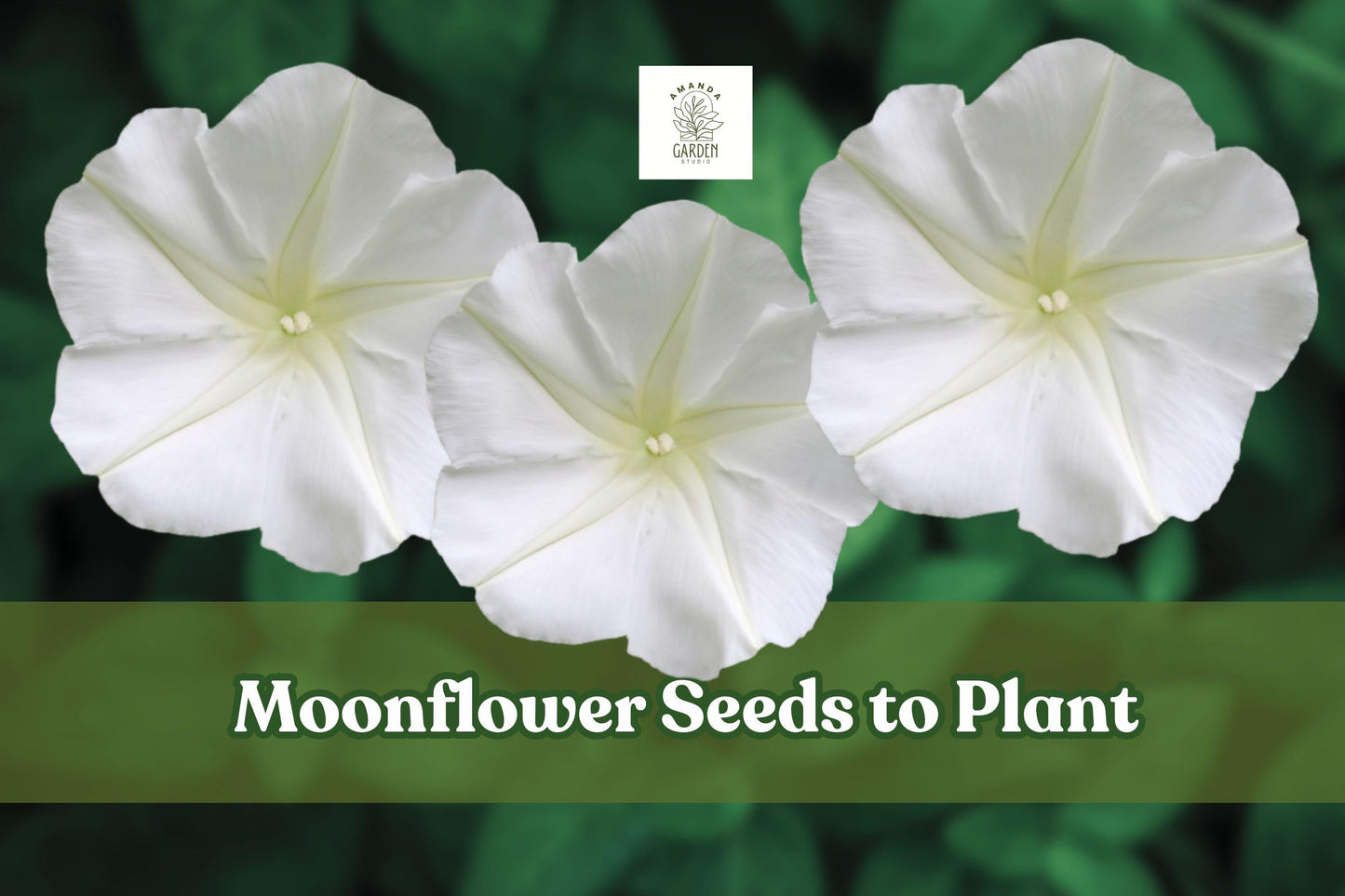 Moonflower Seeds – Climbing White Flowers for Night Gardens – Ipomoea alba – 50 Pack