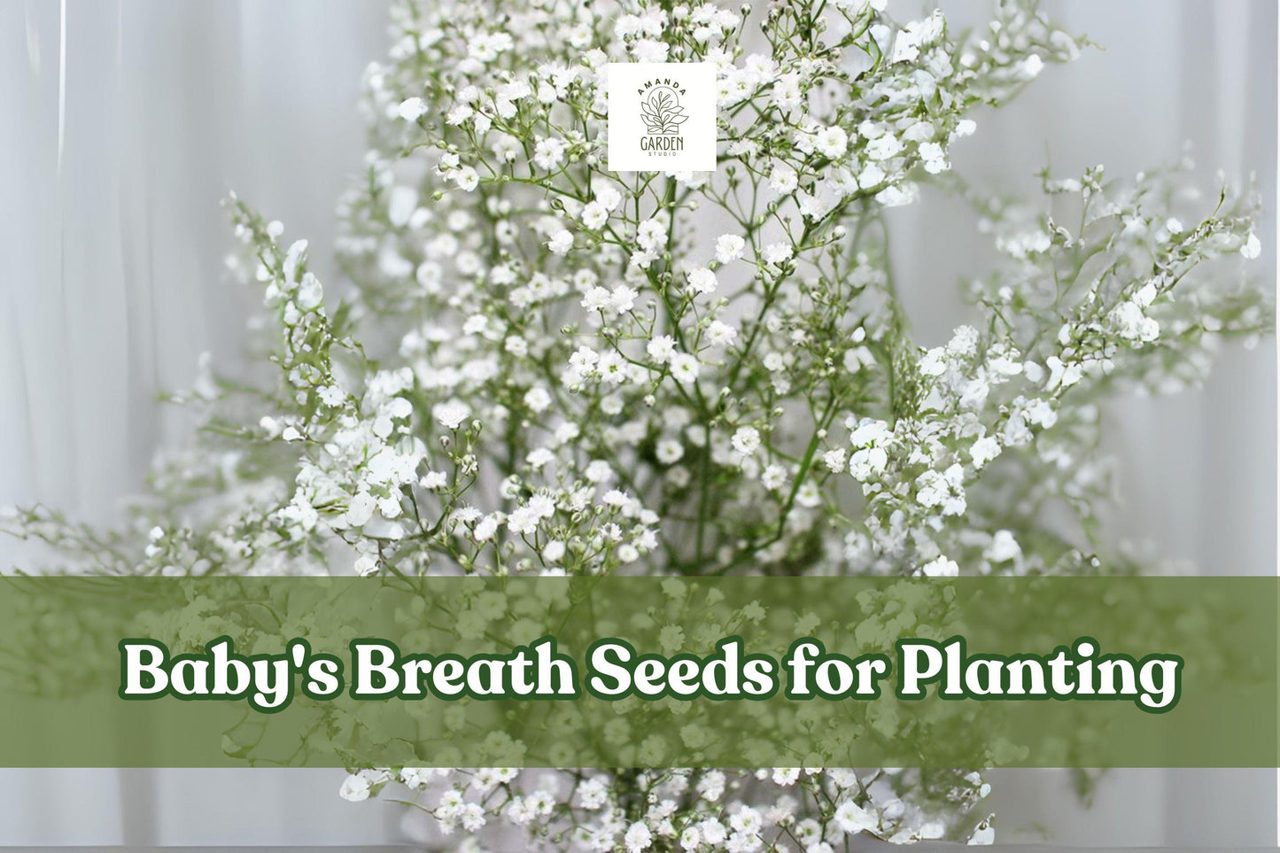 Baby’s Breath Seeds – 5,000 White Gypsophila elegans Annual Flowers for Gardens & Bouquets