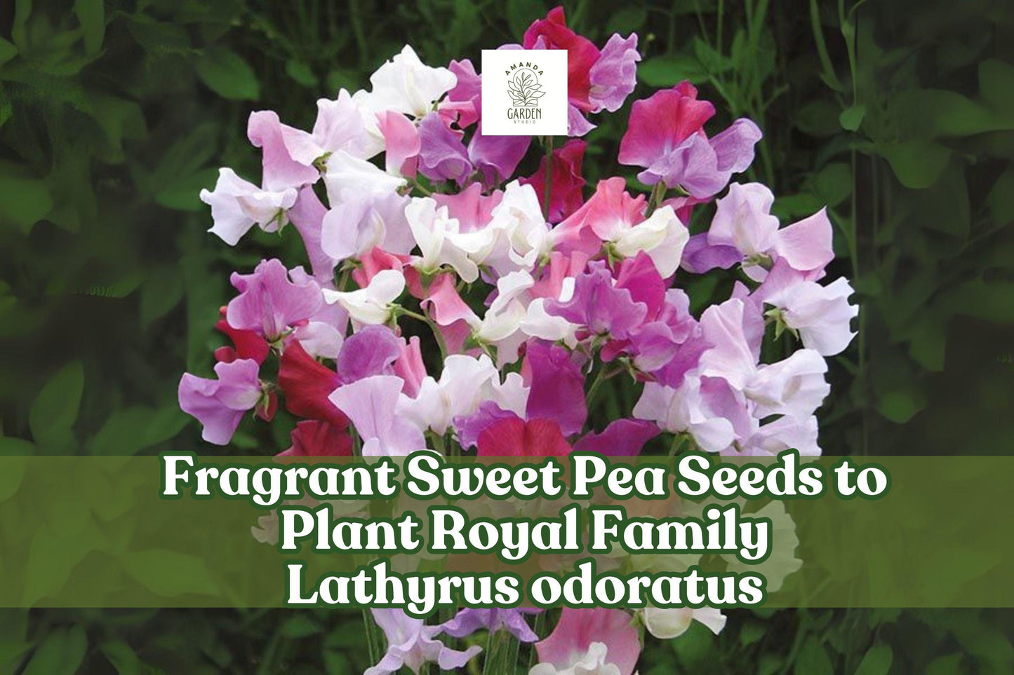 100 Fragrant Sweet Pea Seeds – Royal Family Mix, Lathyrus odoratus, Climbing Vines, Heirloom, Colorful Blooms for Garden & Cut Flowers