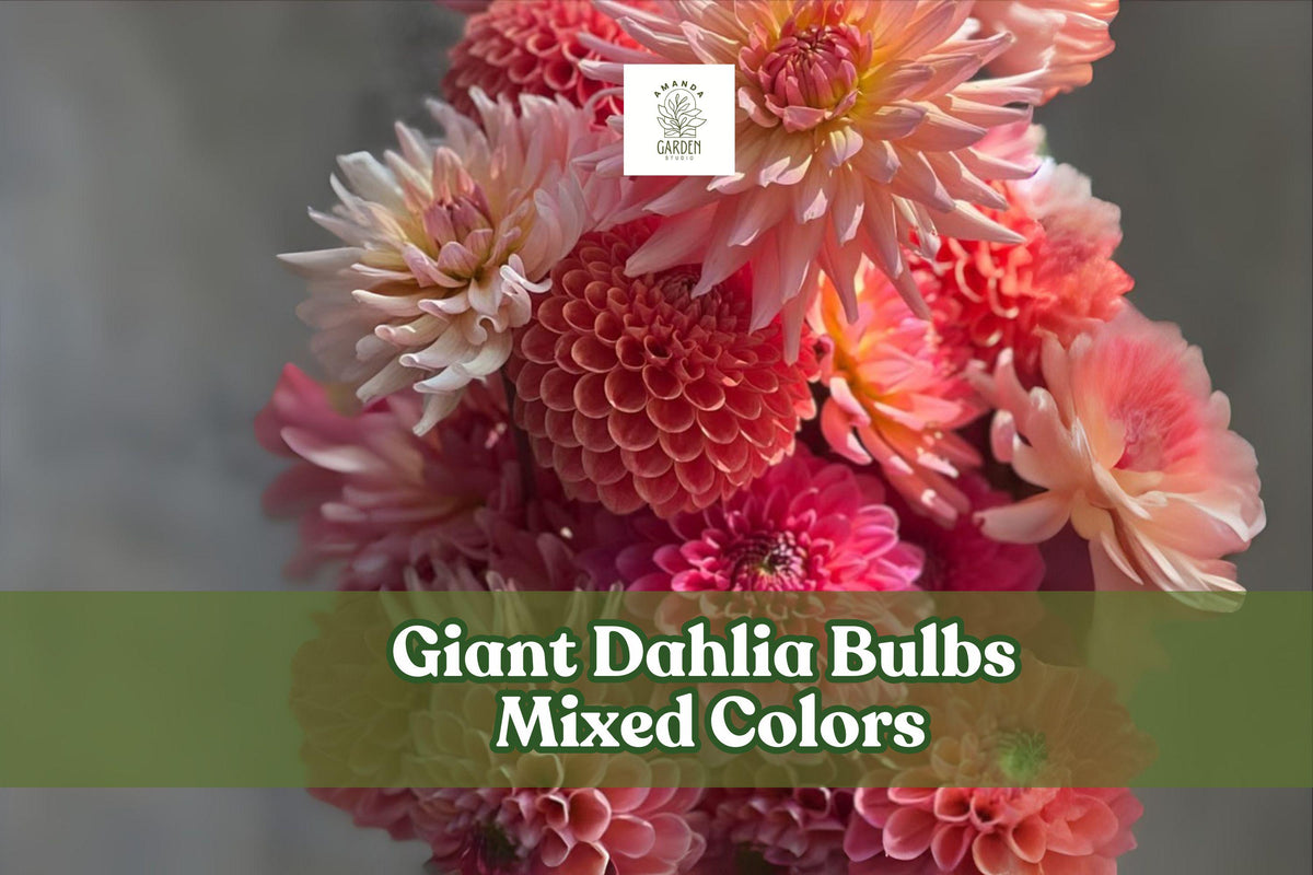 Giant Dahlia Bulbs – Mixed Colors – Large Flowering Tubers for Cutting Gardens & Borders – Scientific Name: Dahlia pinnata