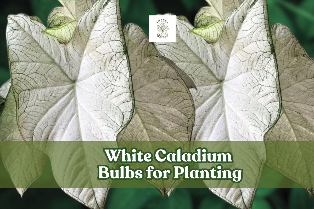 White Caladium Bulb for Planting – Indoor & Outdoor Foliage Plant, Caladium bicolor, Bright White & Green Leaves