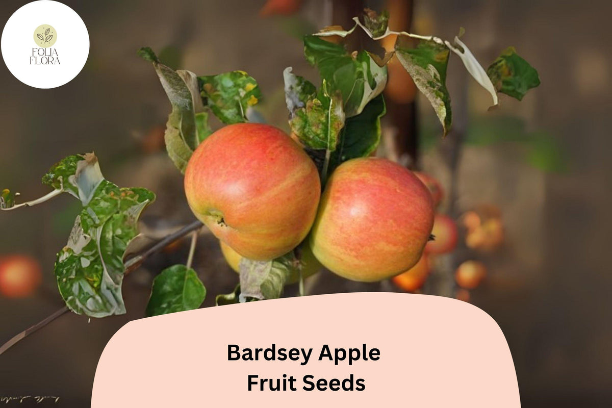 25+ Bardsey Apple Seeds - Rare Welsh Heirloom Malus domestica 'Bardsey' for Planting, Heritage Fruit Tree, Sweet Lemon Scented Fruit