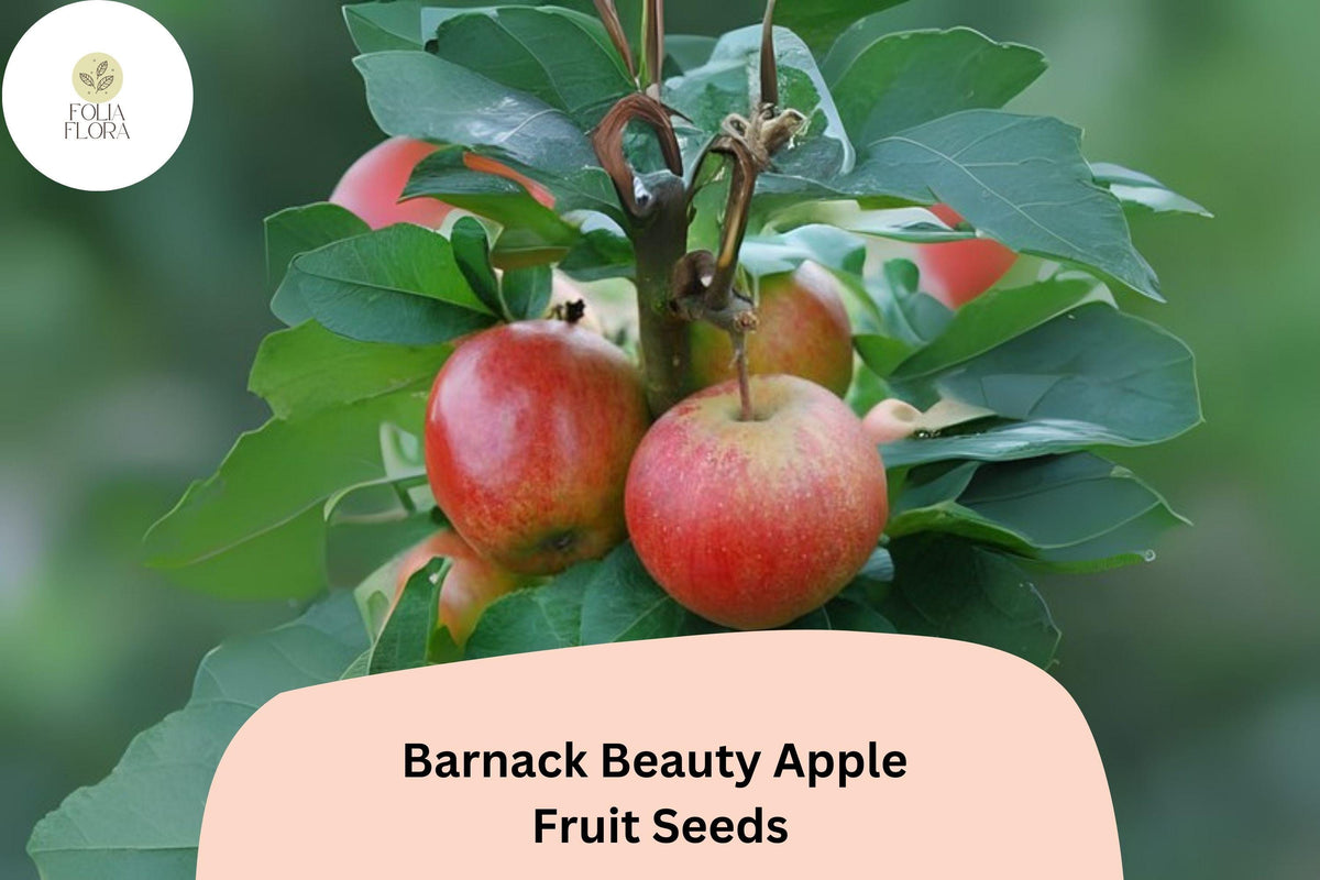 Barnack Beauty Apple Seeds – Rare English Heirloom, Sweet Crisp Fruit, Malus domestica, Fruit Tree Seeds for Garden or Orchard