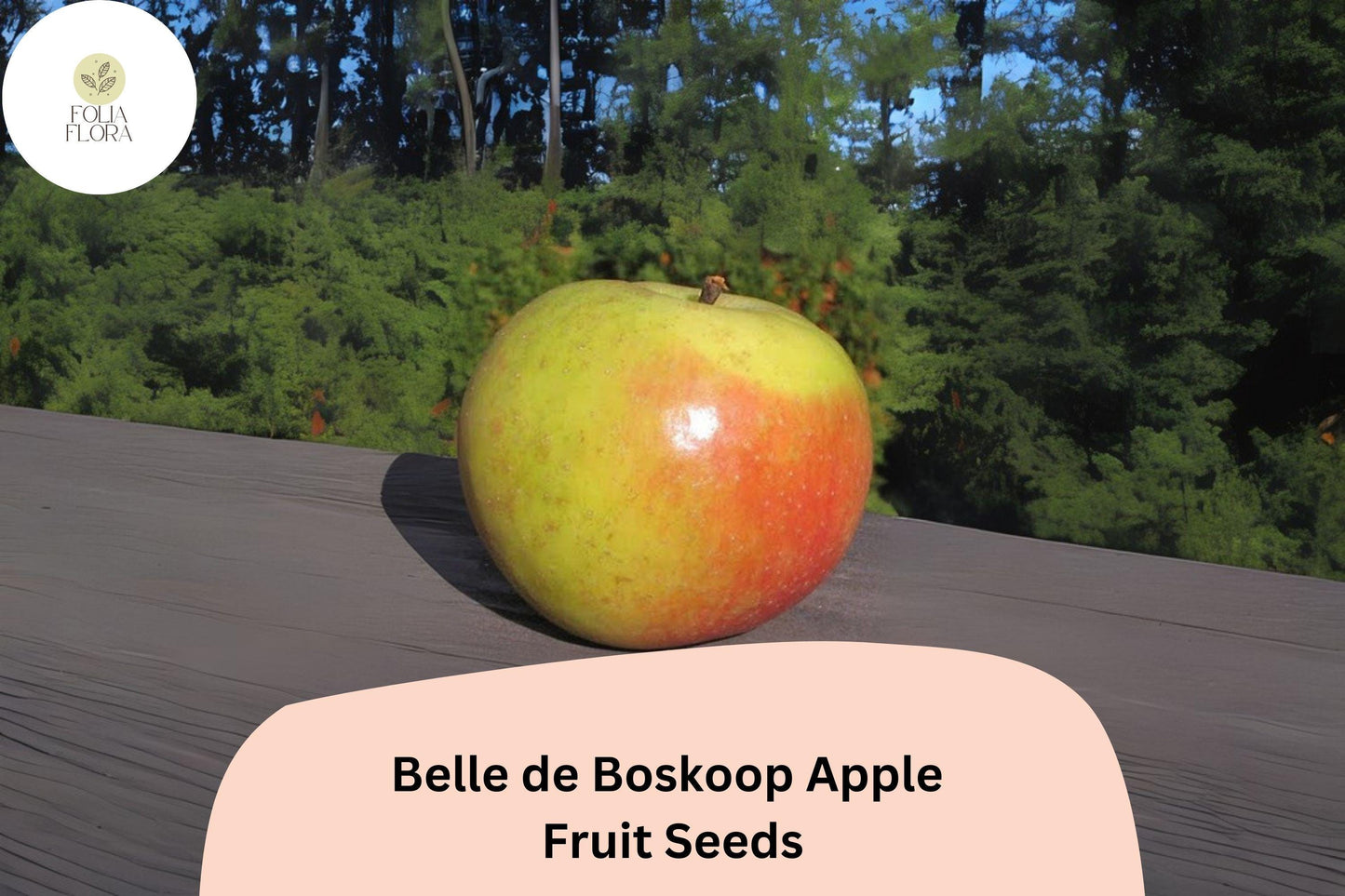 Belle de Boskoop Apple Seeds – Heirloom Dutch Malus domestica, Large Fruit, Tart-Sweet Flavor, Cold Hardy, for Orchard & Garden
