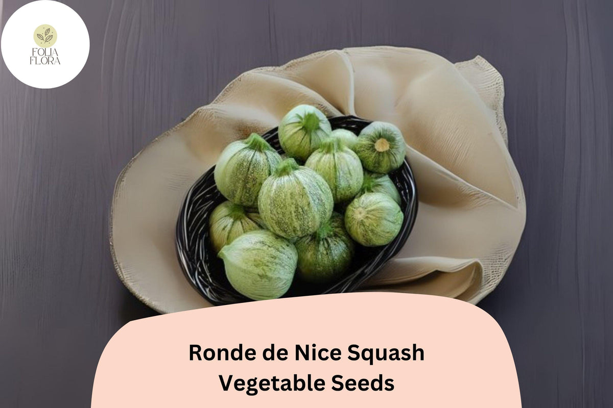 Ronde de Nice Heirloom Round Zucchini Seeds | Cucurbita pepo for Planting, Gourmet Cooking, Container Gardening