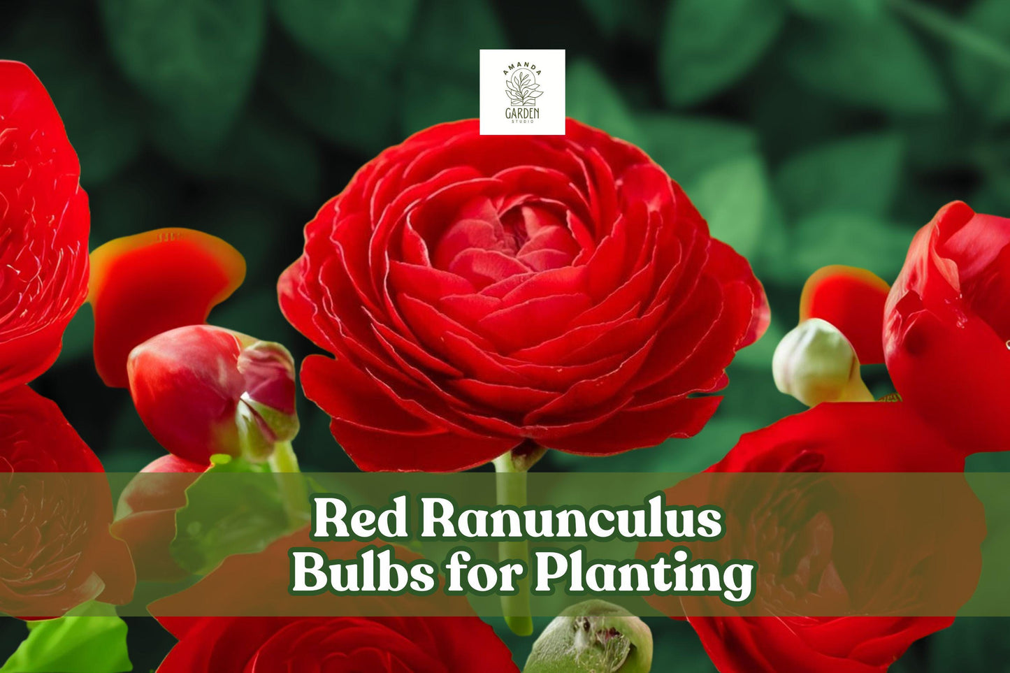 10 Red Ranunculus Bulbs for Planting – Bright Red Blooms for Cutting Gardens & Flower Beds – Easy Grow, Long-Lasting Flowers