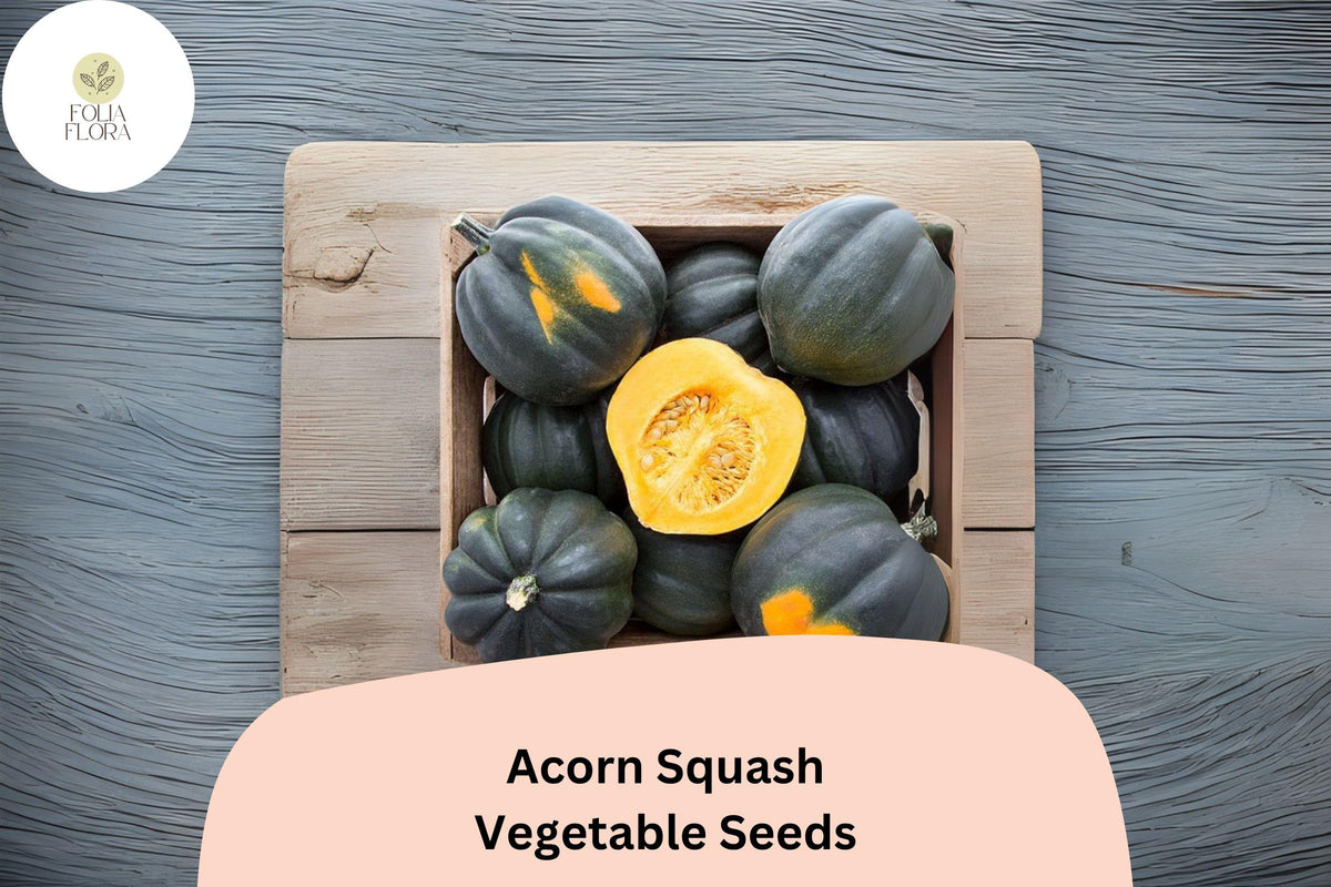 Acorn Squash Seeds, Heirloom Cucurbita pepo, Winter Vegetable, 25+ Organic Seeds for Home Garden Planting