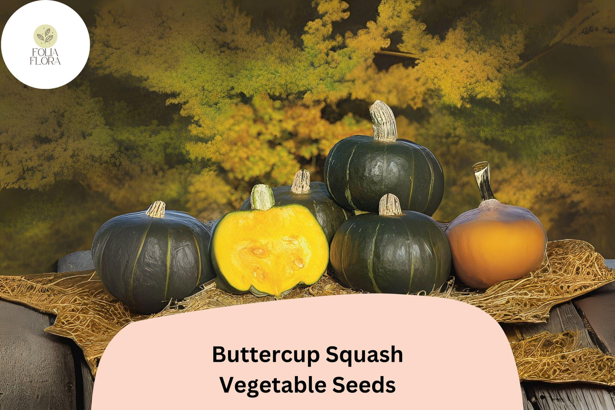 25+ Heirloom Buttercup Squash Seeds | Cucurbita maxima | Winter Squash for Baking, Roasting & Mashing
