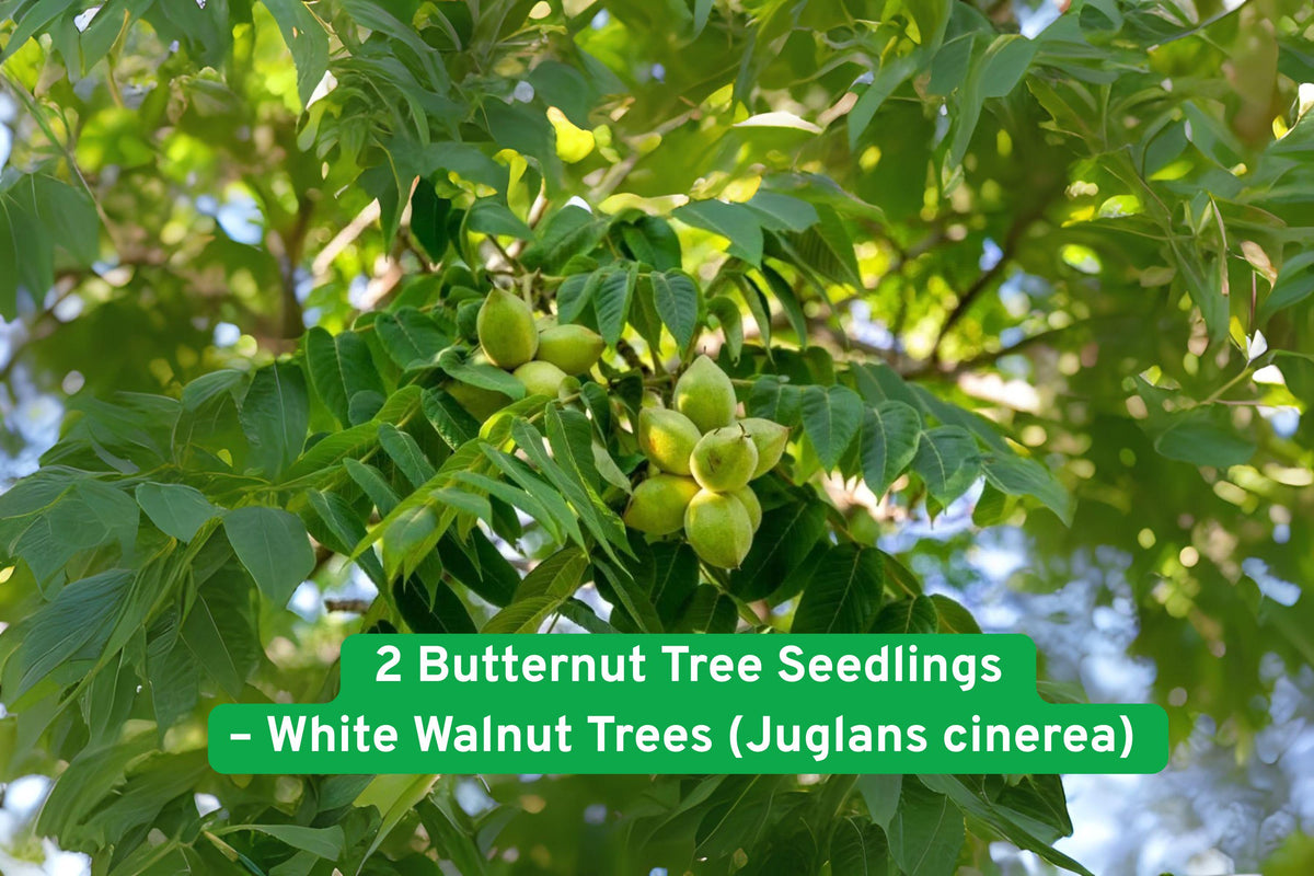 Butternut Tree Seedlings – White Walnut Juglans cinerea Bare-Root Native Shade Tree for Reforestation & Wildlife
