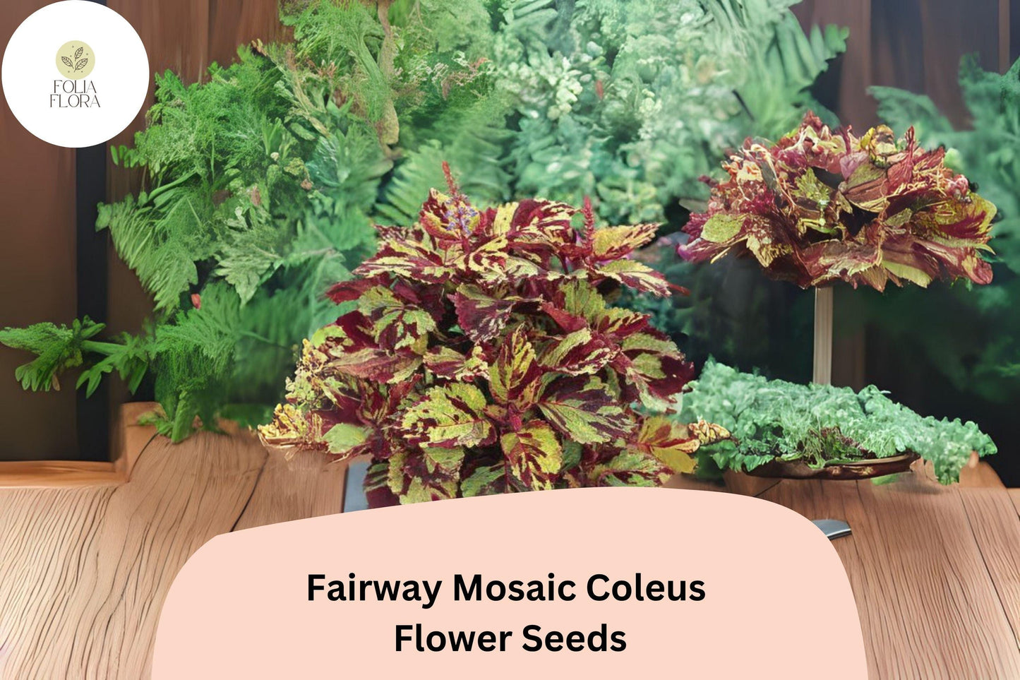 Fairway Mosaic Coleus Seeds | Colorful Shade Plant for Garden Beds & Containers | Plectranthus scutellarioides